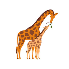 Giraffe family. Mother animal feeding cute funny little cub, kid. Wild jungle mom and child eating together. Adorable mommy and sweet baby. Flat vector illustration isolated on white background