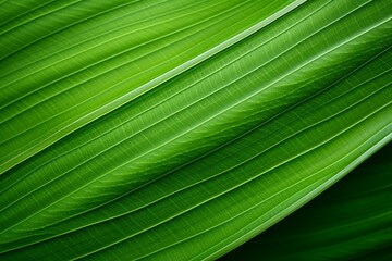 Tropical Leaf Texture with Streaks Close-Up