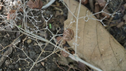 Cotton seed pods hanging on a tree in the garden in summer
