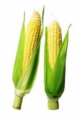 Freshly Peeled Sweet Corn