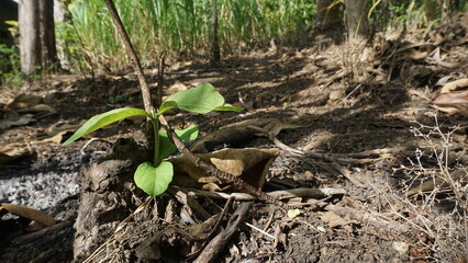 Young green sprout growing out of the ground in the forest.
