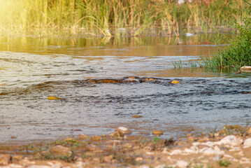 Water flowing through stones and rocks in the river on a sunny day. Selective focus