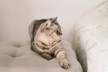 Scottish Straight Cute Cat Portrait. Happy Pet. Gray Scottish Straight cat sleeping. Portrait of a beautiful cat