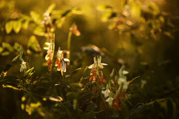 colorful wild flowers in the rays of the setting sun.