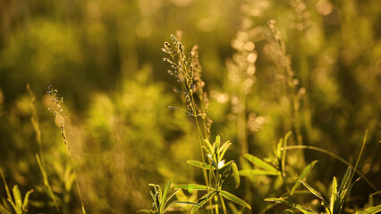 wild herbs close-up. nature background