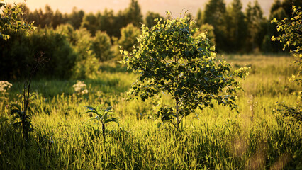 sunset sun on a meadow in the forest