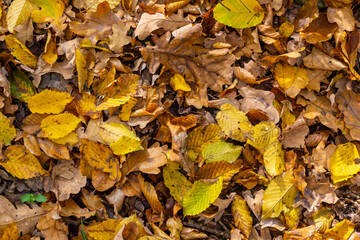 Colorful backround image of fallen autumn leaves perfect for seasonal use