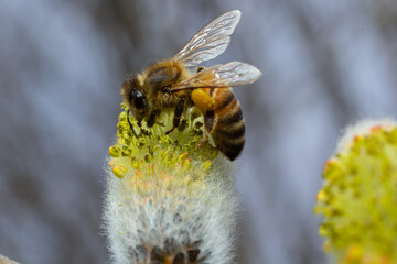 bee collects pollen on a yellow spring flower. willow branch with yellow spring flowers. delicate willow flowers in spring. Active work of bees to collect pollen. lot of pollen and nectar. close-up