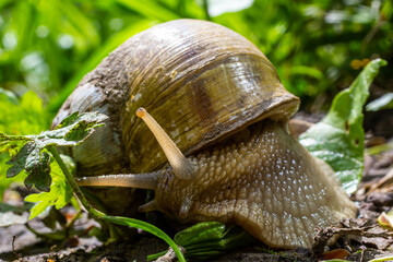 Helix pomatia also Roman snail, Burgundy snail, edible snail or escargot, is a species of large, edible, air-breathing land snail, a terrestrial pulmonate gastropod mollusk in the family Helicidae