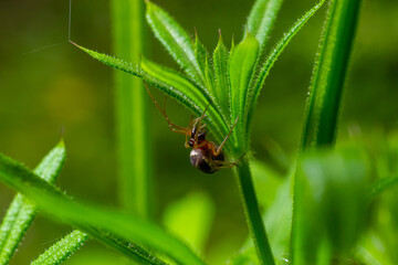 macro shot of Metellina spider on tip of green leaf, wildlife in natural environment