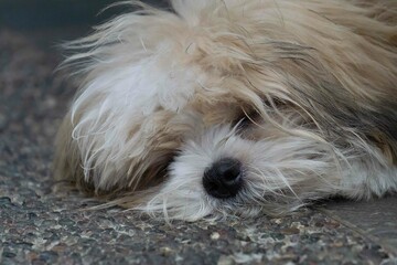 portrait of a sleeping puppy
