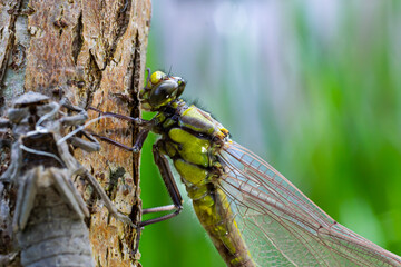 Larval dragonfly grey shell. Nymphal exuvia of Gomphus vulgatissimus. White filaments hanging out of exuvia are linings of tracheae. Exuviae, dried outer casing on blade of grass
