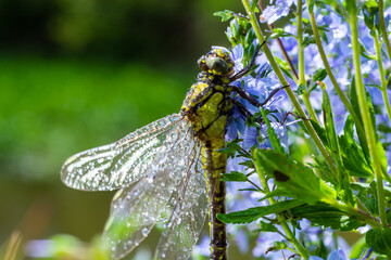 Dragonfly Gomphus vulgatissimus in front of green background macro shot with dew. on the wings. Blue flowers in the morning of a sunny summer day