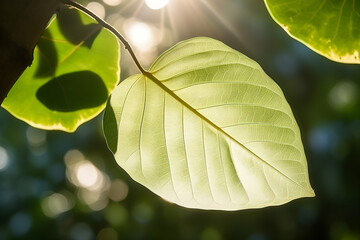 Dappled Light on Ficus Leaf