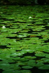 lotus leaf floating on the water surface