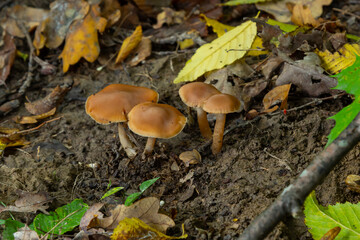 Gymnopus hariolorum mushrooms on the old stump