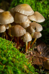 Clustered Bonnet Mycena inclinata growing on a mossy stump