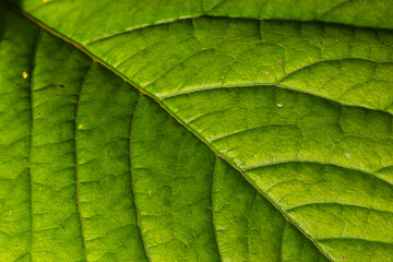 Abstract green leaves texture for background. Natural environment, ecological concept