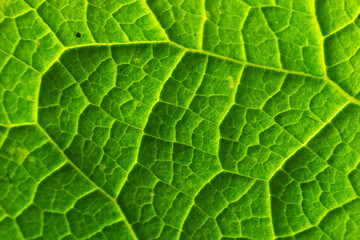 Abstract green leaves texture for background. Natural environment, ecological concept