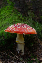 Amanita Muscaria, poisonous mushroom. Photo has been taken in the natural forest background