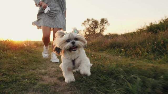A joyful dog runs on a leash with its owner on a walk in the park at sunset, slow motion. Free and happy time with pet concept