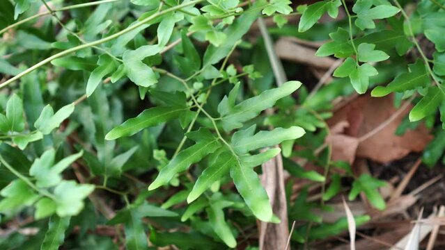 Lygodium japonicum on the ground