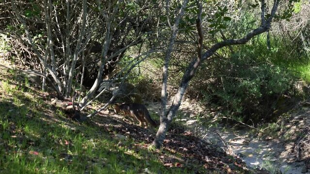 Island fox in brush on Catalina island 