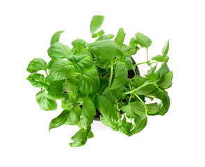 Fresh green basil on white background