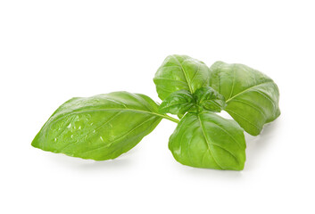 Fresh green basil on white background