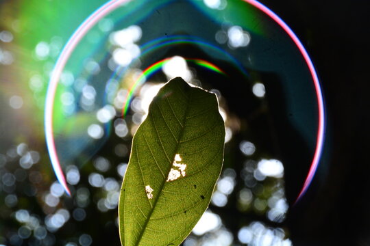 rainboe reflection around leaf