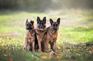 three german shepherd dogs posing together outdoors