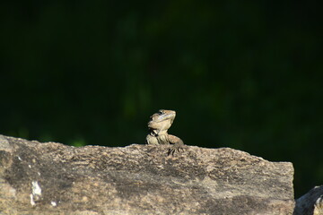 lizard on the stone