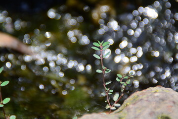 water drops on the rocks