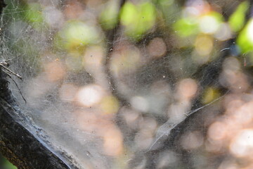 spider on the web