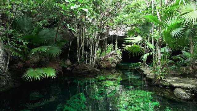 Tropical oasis paradise or cenote of Central America, stunning clear water and aerial roots reach down to rocks
