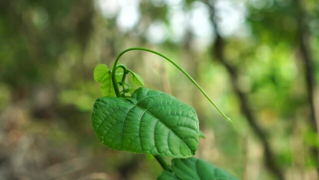 Anamirta cocculus in the forest