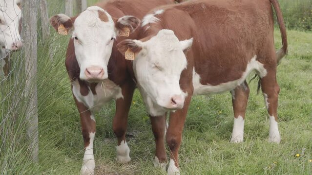Friendly Young Calf Come Closer To The Camera