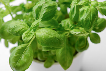 Fresh green basil on grey background, closeup