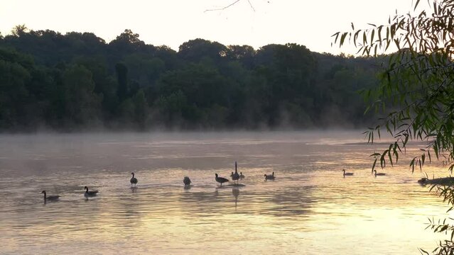 A Flock of Geese Swim During Sunrise With Mist Coming off of the Water at Pony Pasture Park, Richmond Virginia