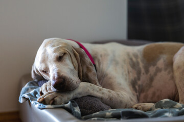 Cute french hound (porcelaine) sleeping in his bed-  Chien de Franche-Comté