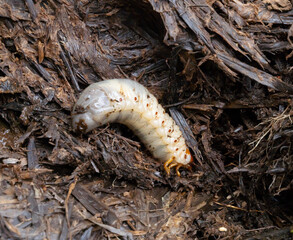 Beetle larvae Diloboderus abderus are large, white larvae with brown hairs on their bodies. They like to live on the undersides of moist leaves and help decompose wood chips into fertilizer.