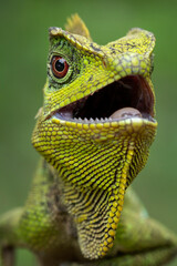 The Chameleon Forest Dragon (Gonocephalus chamaeleontinus) is native to the rainforests of Indonesia.