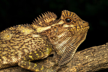 The Chameleon Forest Dragon (Gonocephalus chamaeleontinus) is native to the rainforests of Indonesia.