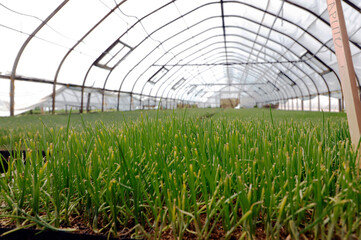 greenhouse with plants