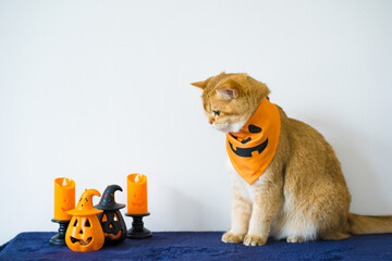 close up gold british cat with wearing pumpkin halloween concept