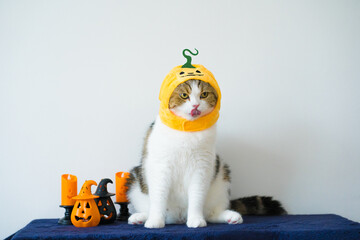 close up scottish cat with wearing pumpkin halloween concept