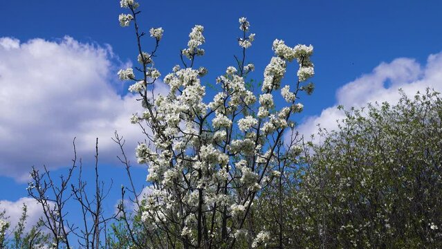European wild apple (Malus sylvestris). Plot of forest-steppe, blooming wild fruit trees. Type of biocenosis close to natural, primal steppe. Rostov region, Russia