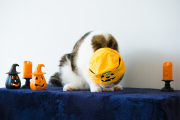 close up scottish cat with wearing pumpkin halloween concept