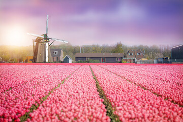 Tulip field in the Netherlands on a farm