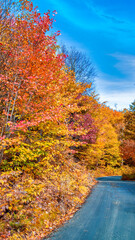 Travel landscape with road through the woods in fall. Autumn forest at sunset. Beautiful empty mountain roadway, trees with red and orange foliage